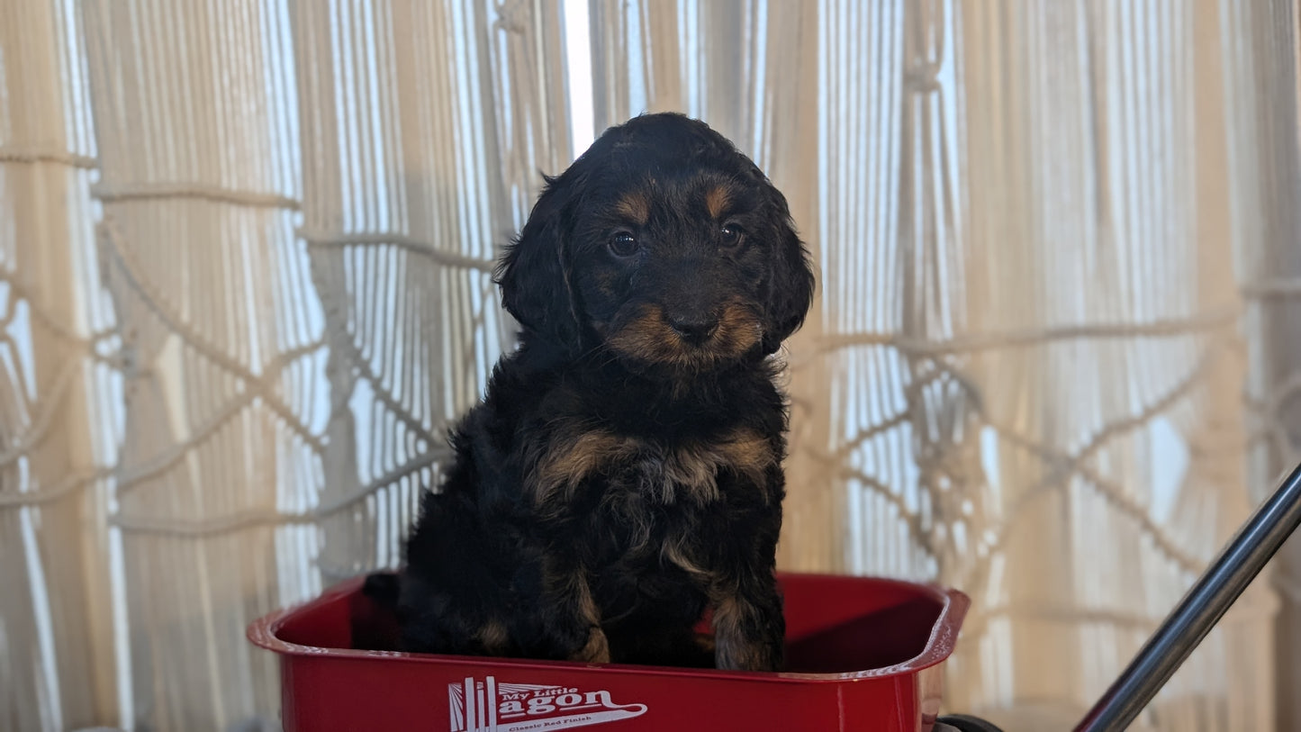 CAVAPOO (NOV 17) MALES