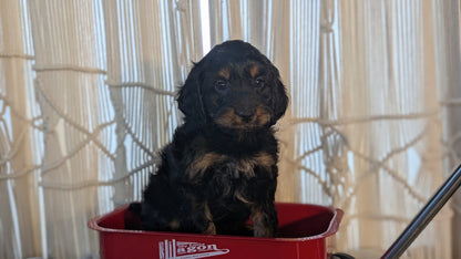 CAVAPOO (NOV 17) MALES