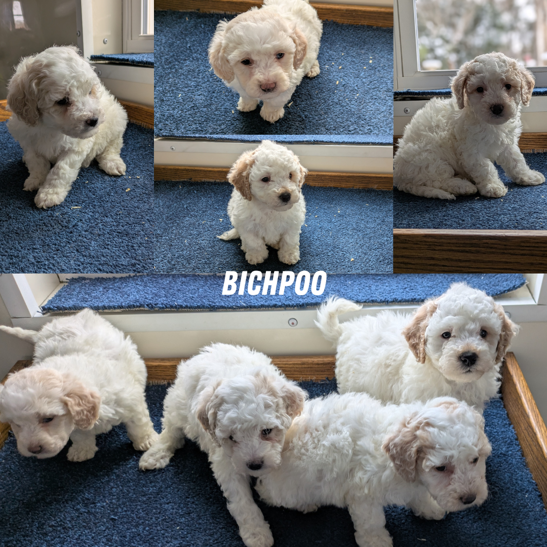 BICHPOO (12/29) FEMALE