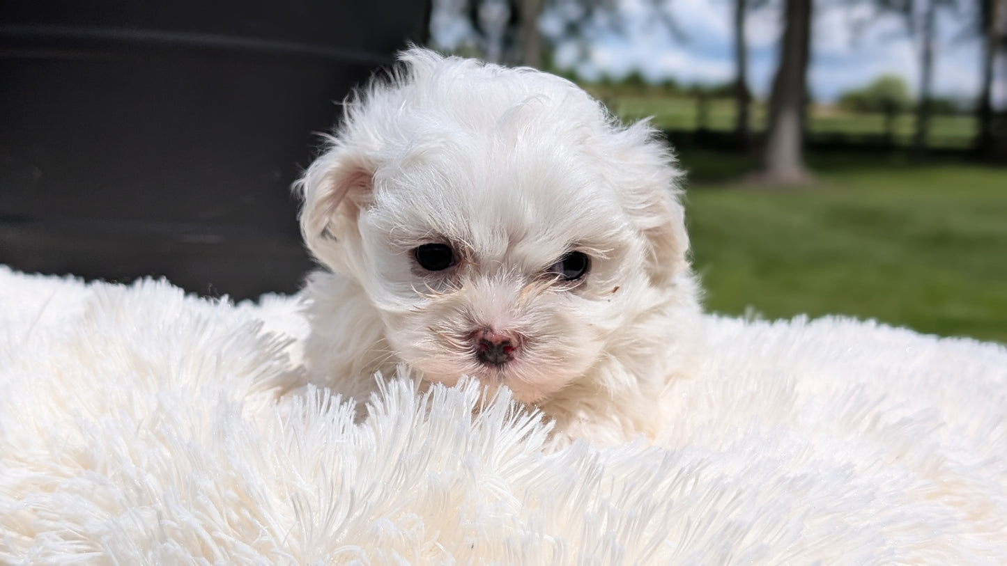 MALTESE (MAY 11) MALES