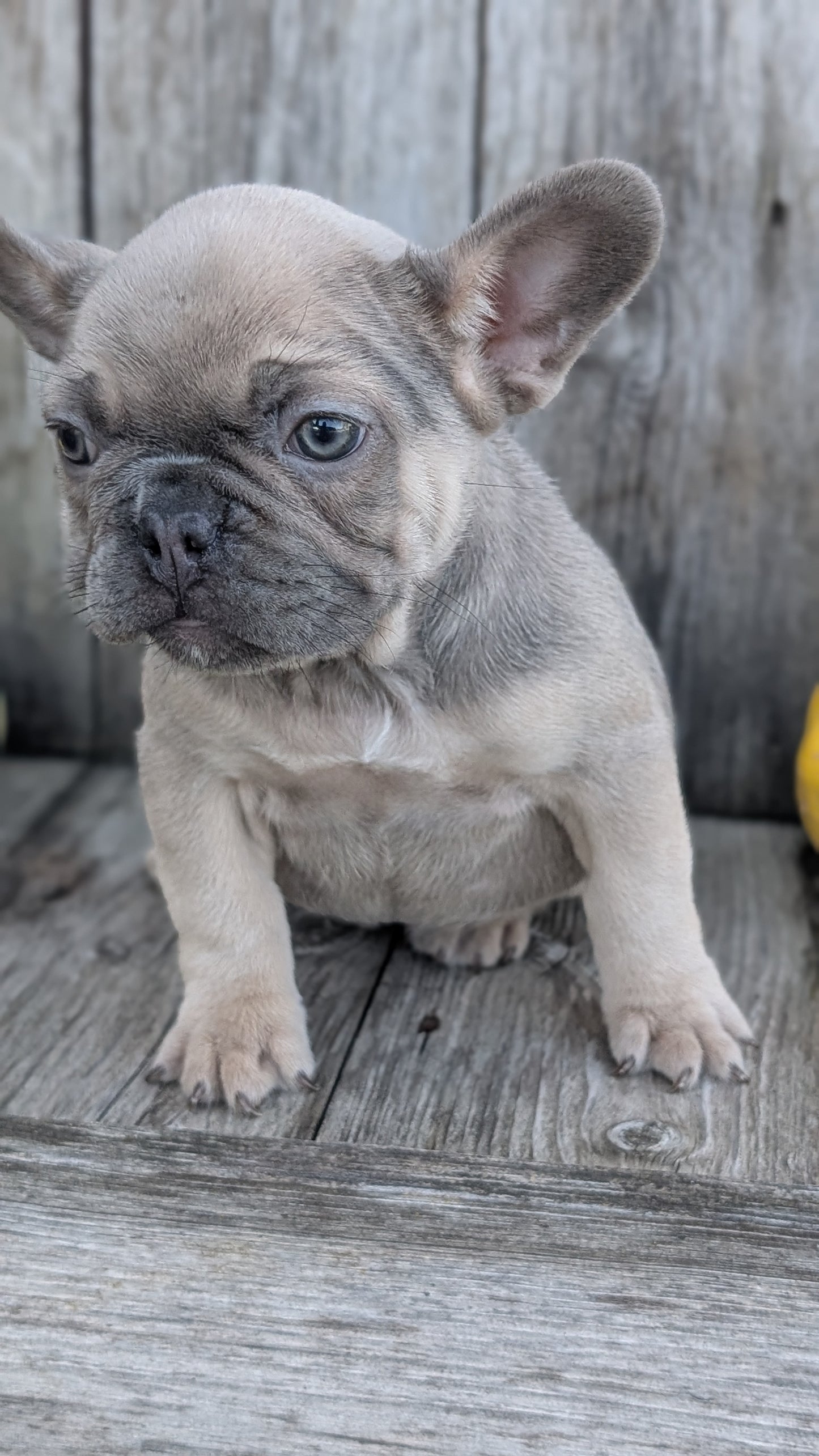 FRENCH BULLDOG (09/09) FEMALE