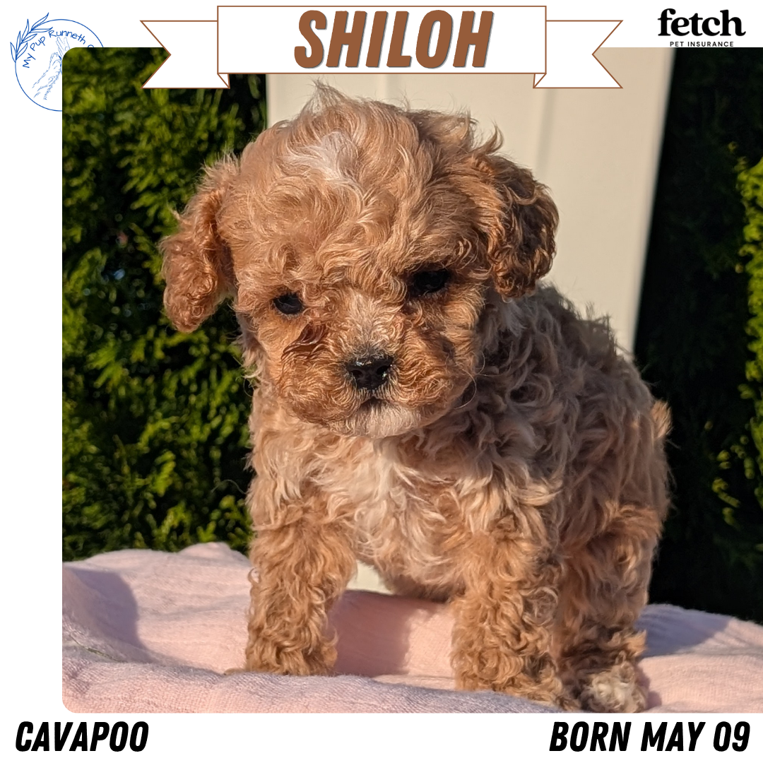 CAVAPOO (MAY 09) MALES