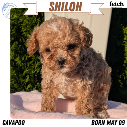 CAVAPOO (MAY 09) MALES