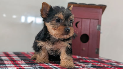 YORKSHIRE TERRIER (DEC 20) FEMALES