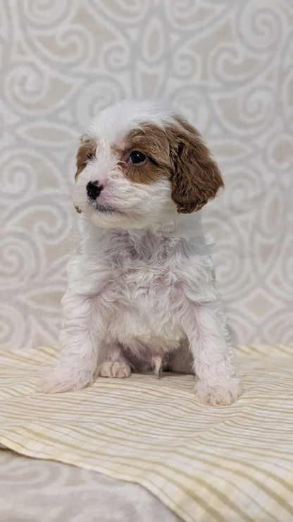 CAVAPOO (JAN 29) MALES