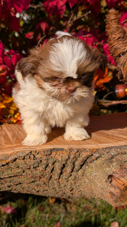 SHIH TZU (09/03) FEMALE