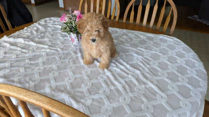 MINI POODLE (01/10) MALE