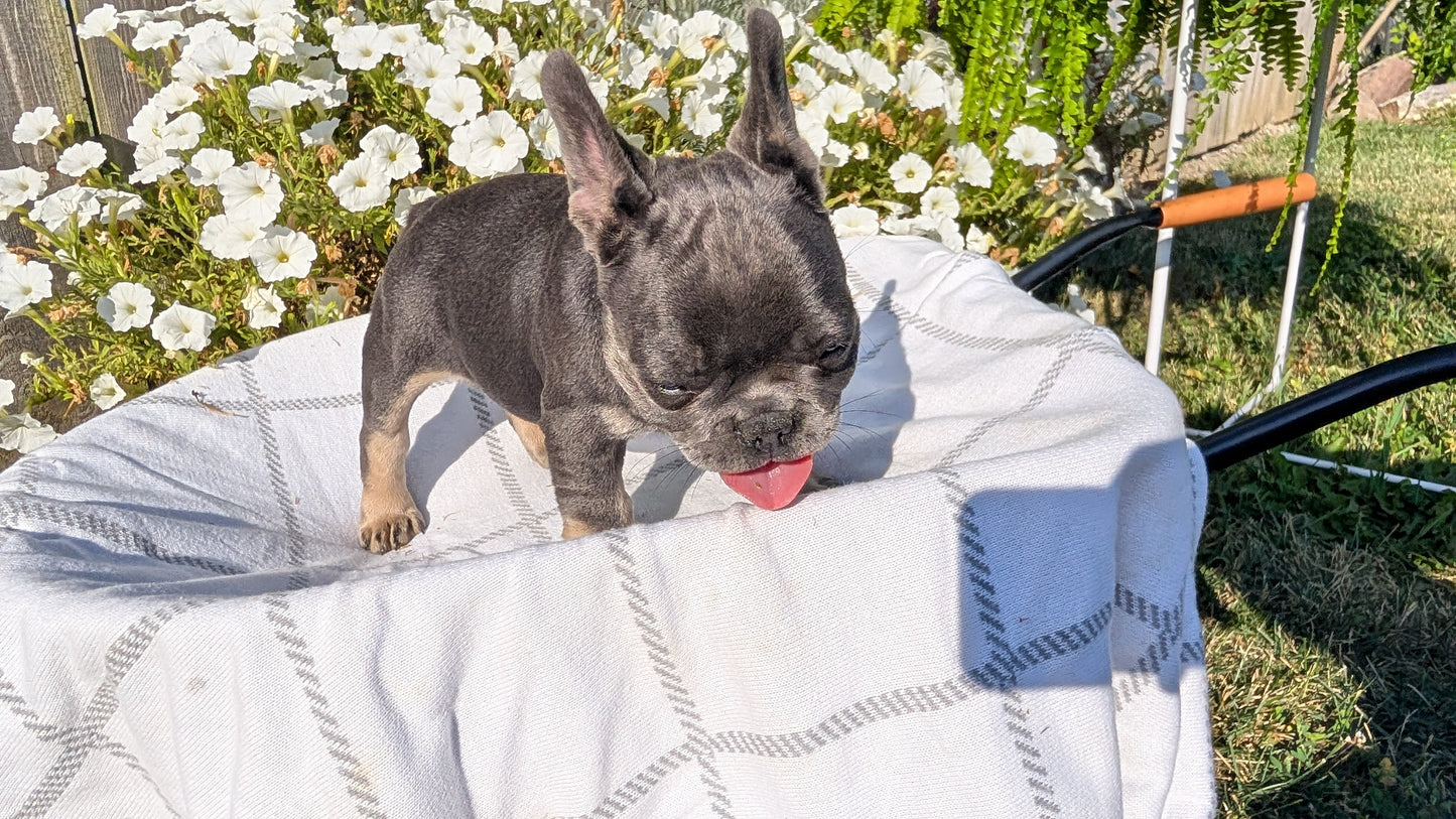 FRENCH BULLDOG (07/03) FEMALE
