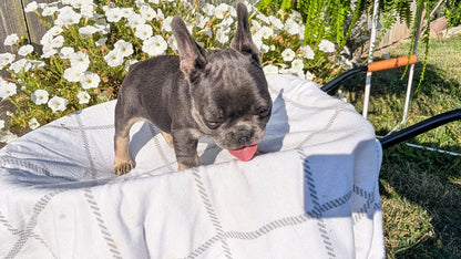 FRENCH BULLDOG (07/03) FEMALE