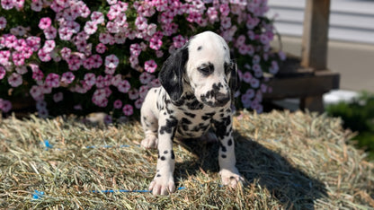 DALMATIAN (JUN 29) MALES