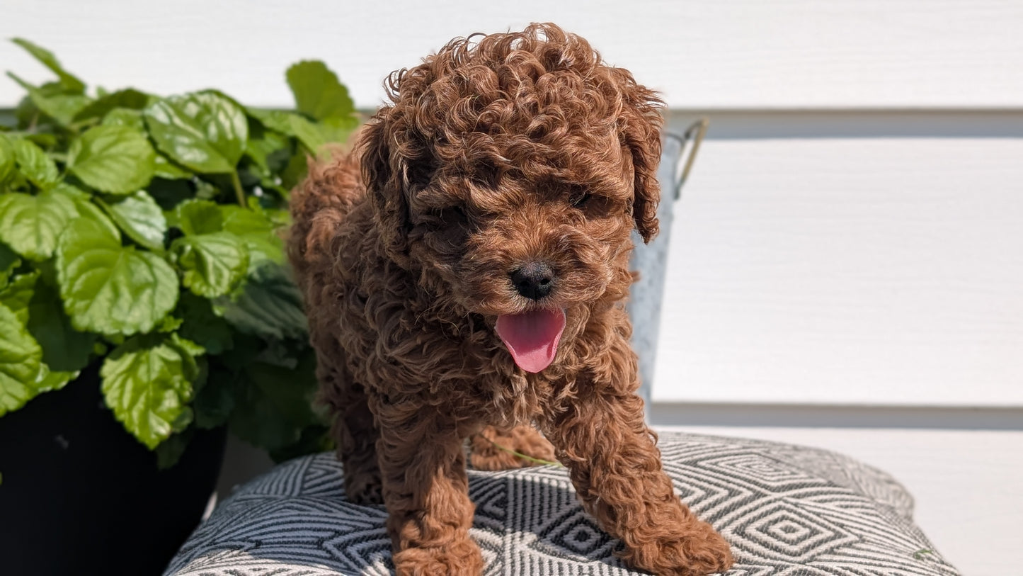 COCKAPOO (08/03) FEMALE