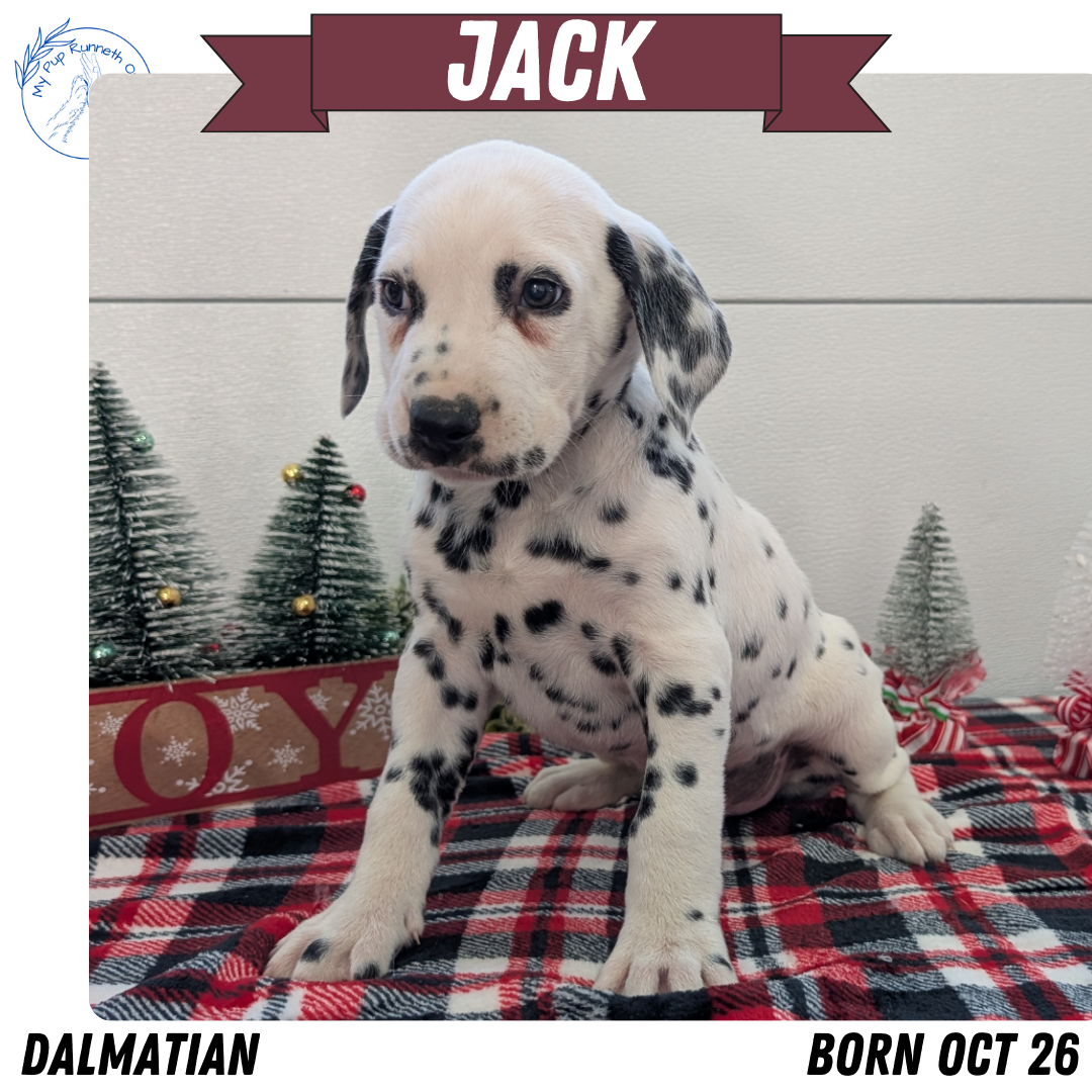 DALMATIAN (OCT 26) MALES