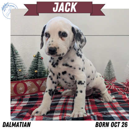 DALMATIAN (OCT 26) MALES