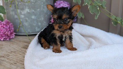 YORKSHIRE TERRIER (06/05) MALE