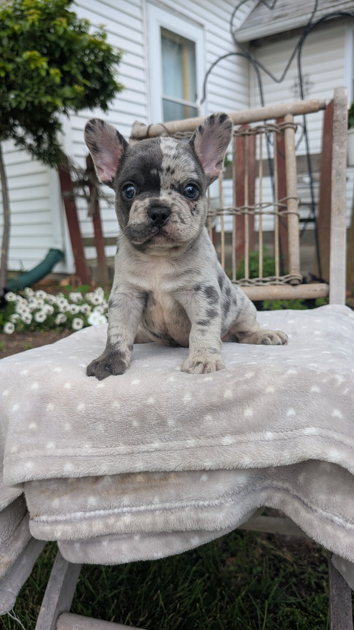 FRENCH BULLDOG (05/20) MALE