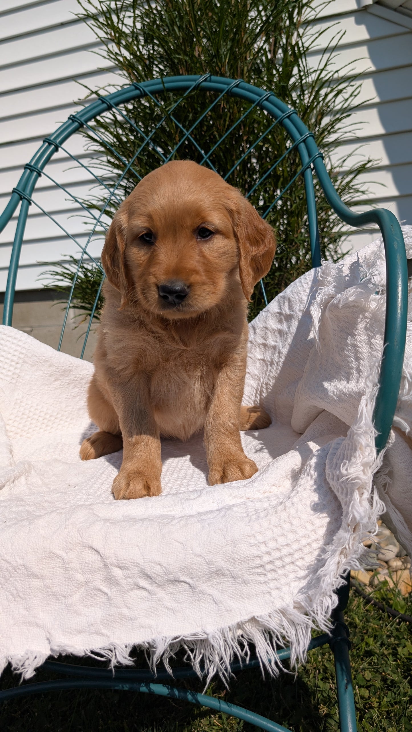 GOLDEN RETRIEVER (07/24) FEMALE