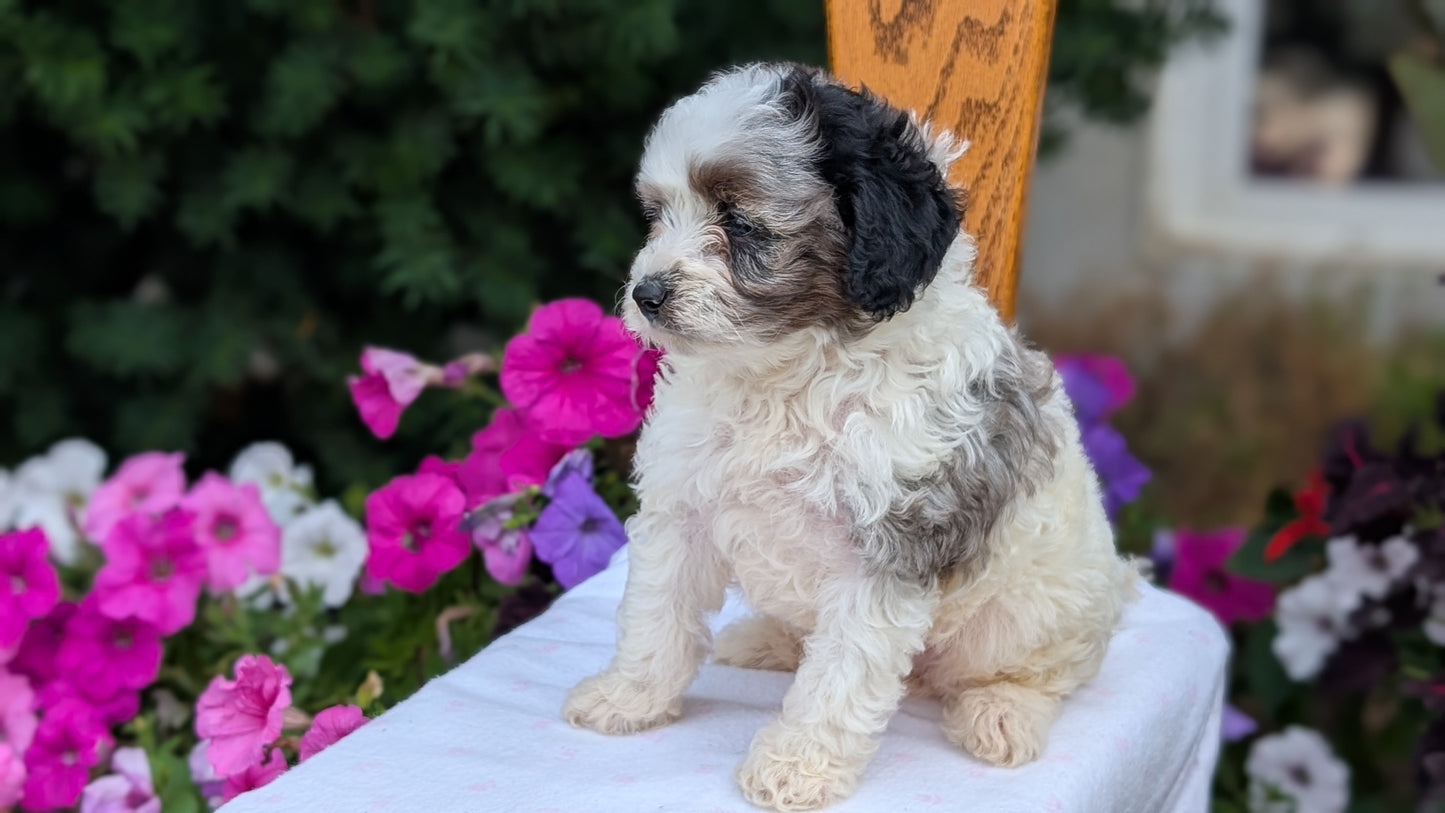 MALTIPOO (JUN 11) MALES