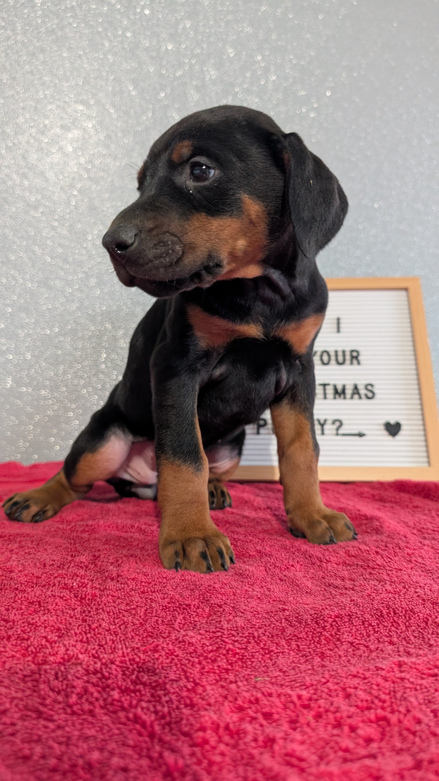 DOBERMAN PINSCHER (OCT 17) FEMALES