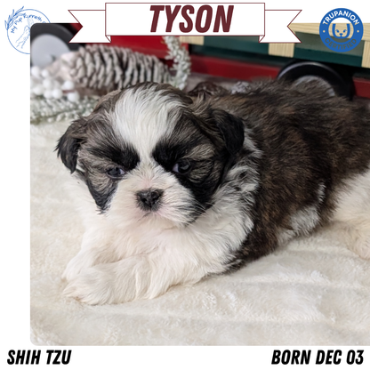 SHIH TZU (DEC 03) MALES