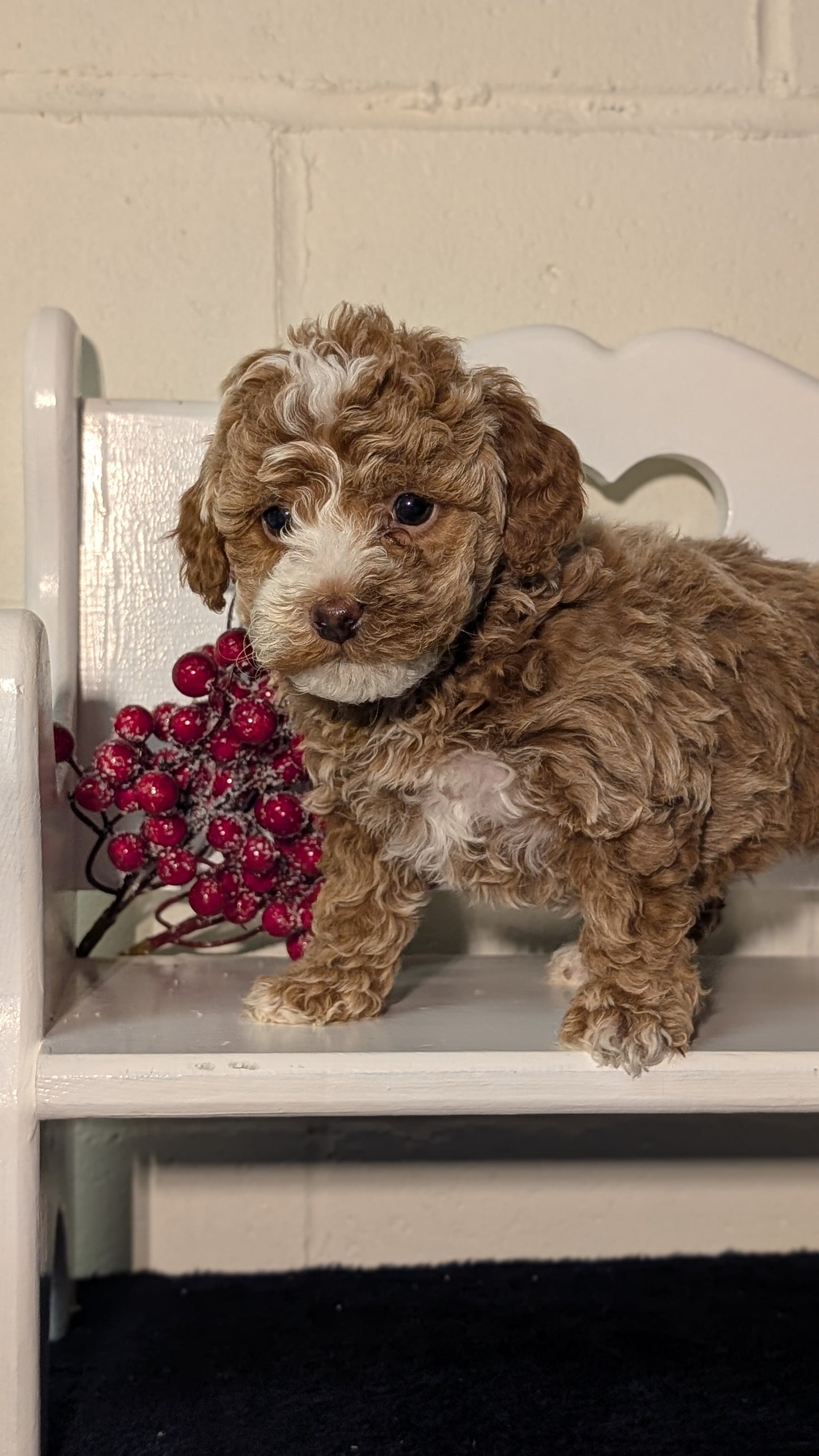 MINI POODLE (NOV 18) FEMALES