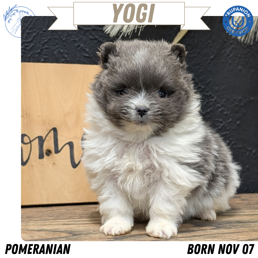 POMERANIAN (NOV 07) MALES