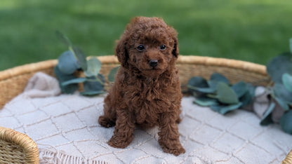 MINI POODLE (MAY 20) FEMALE