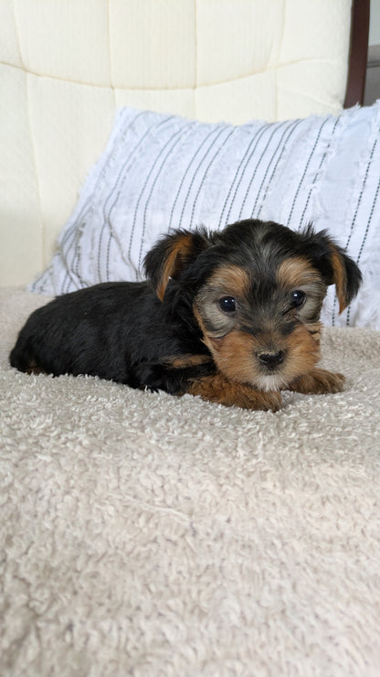 YORKSHIRE TERRIER (02/25) FEMALE
