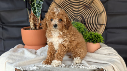 COCKAPOO (MAY 22) FEMALES