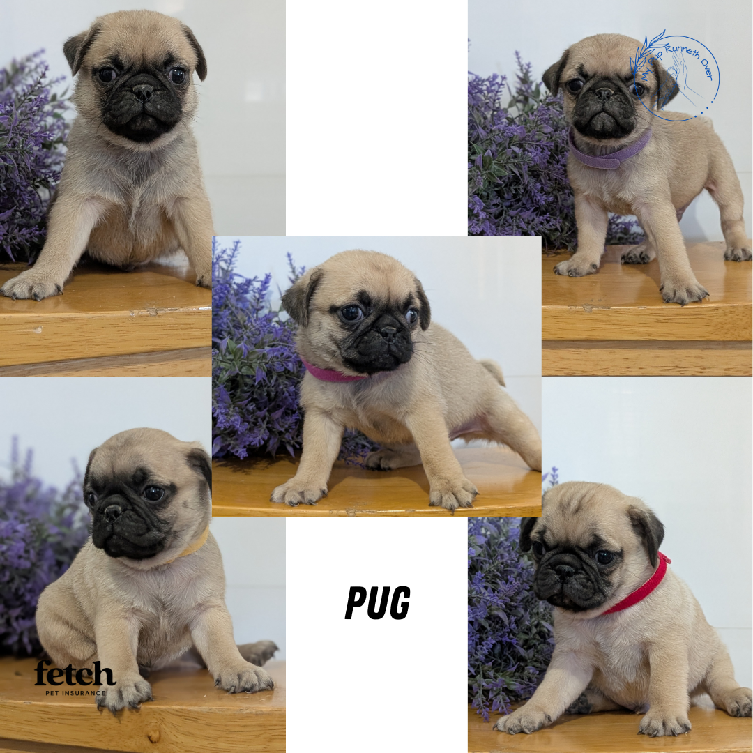 PUG (SEP 12) 4 MALES/1 FEMALE