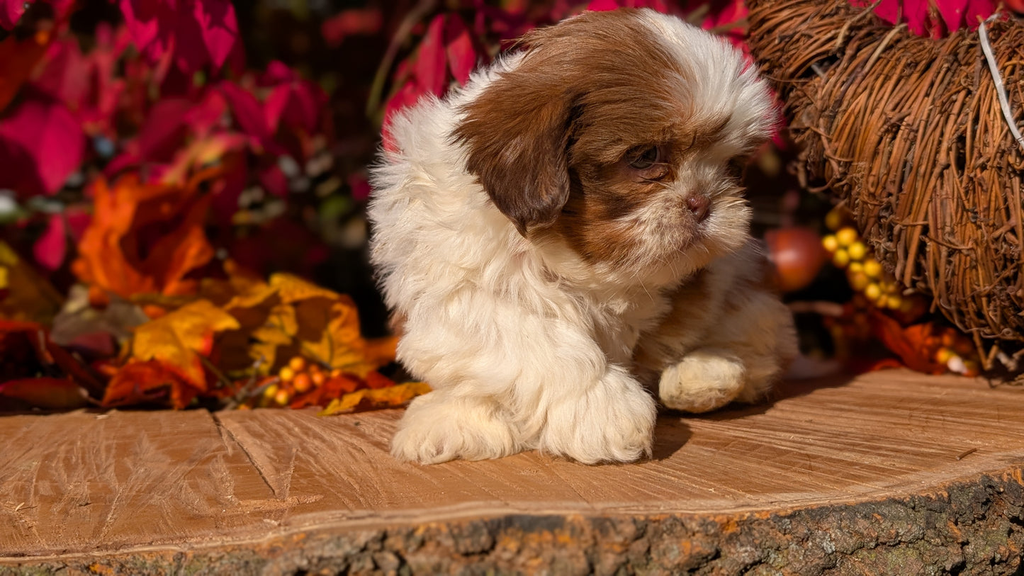 SHIH TZU (09/03) MALE