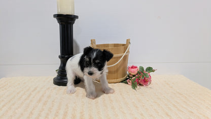 MINI SCHNAUZER (02/18) FEMALE