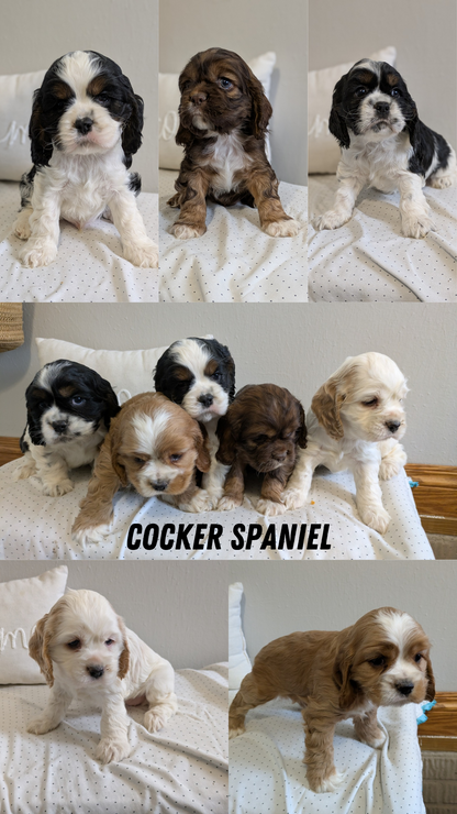 COCKER SPANIEL (02/14) MALE