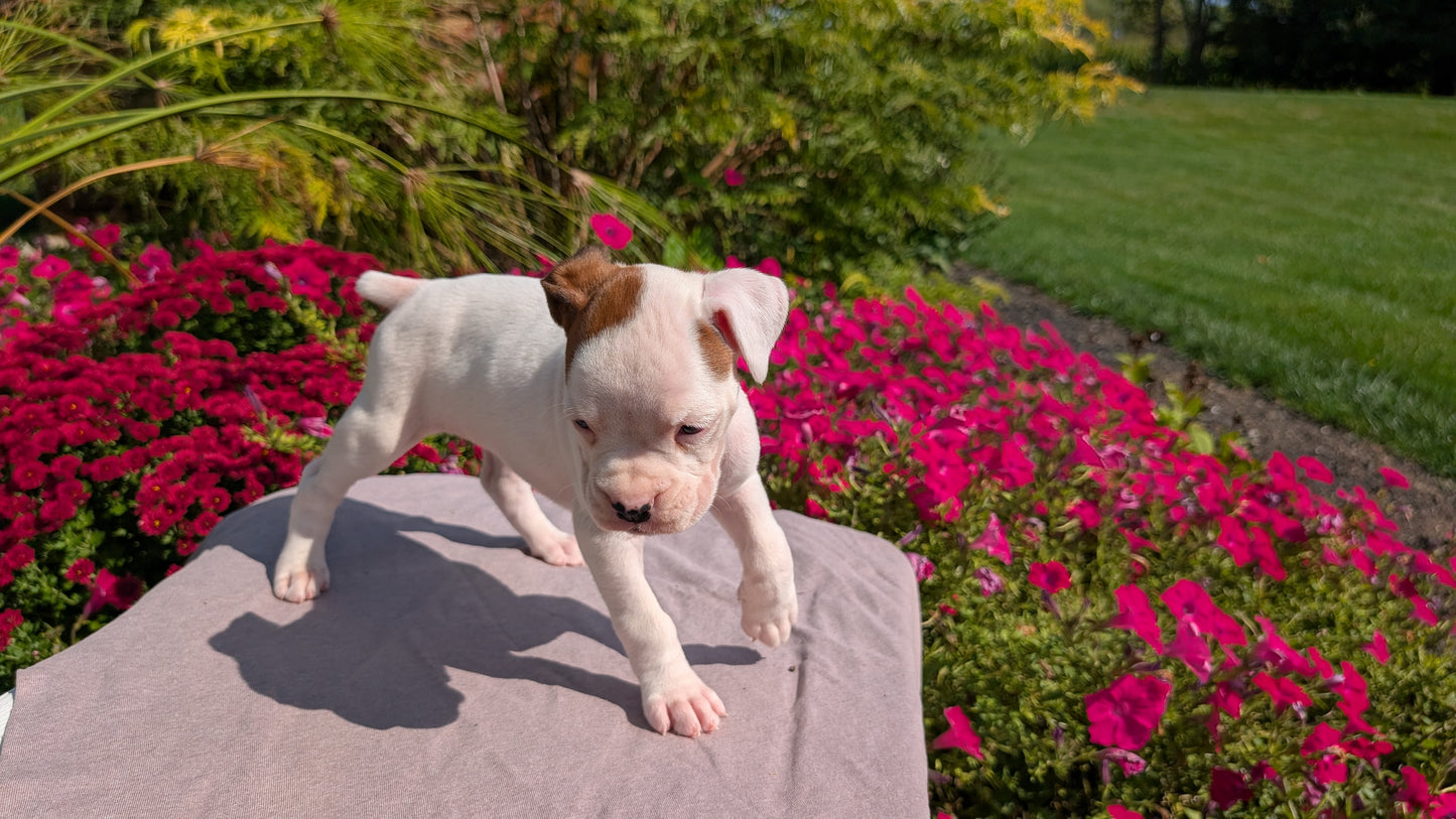 BOXER (08/20) FEMALE