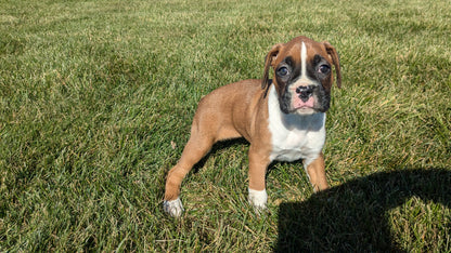 BOXER (09/08) FEMALE