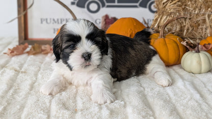 SHIH TZU (AUG 17) 2 FEMALES/3 MALES