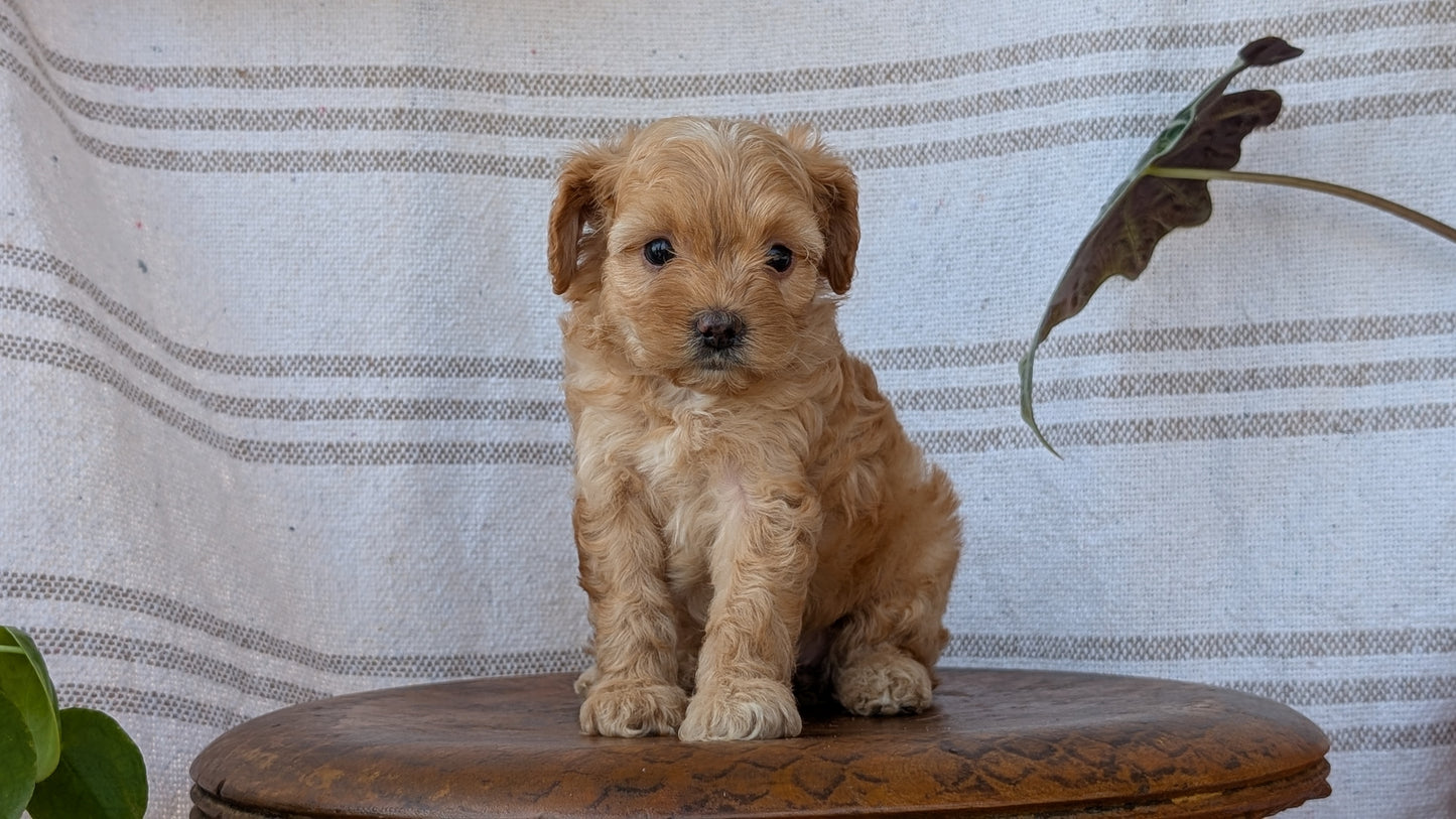 CAVAPOO (MAY 23) FEMALES