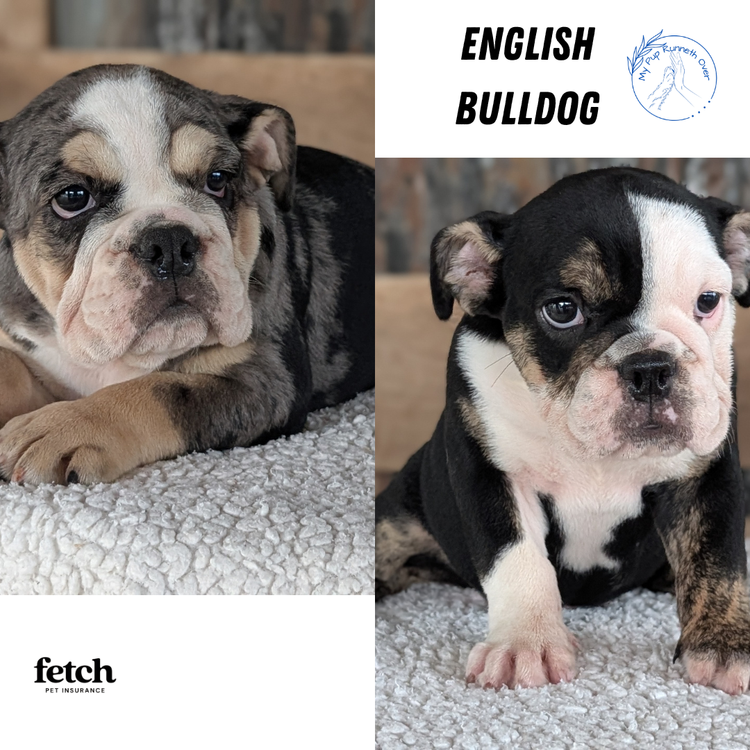 ENGLISH BULLDOG (JUN 29) 1 FEMALE/1 MALE
