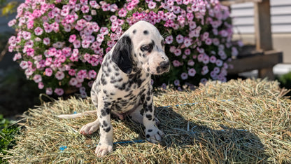 DALMATIAN (JUN 29) MALES