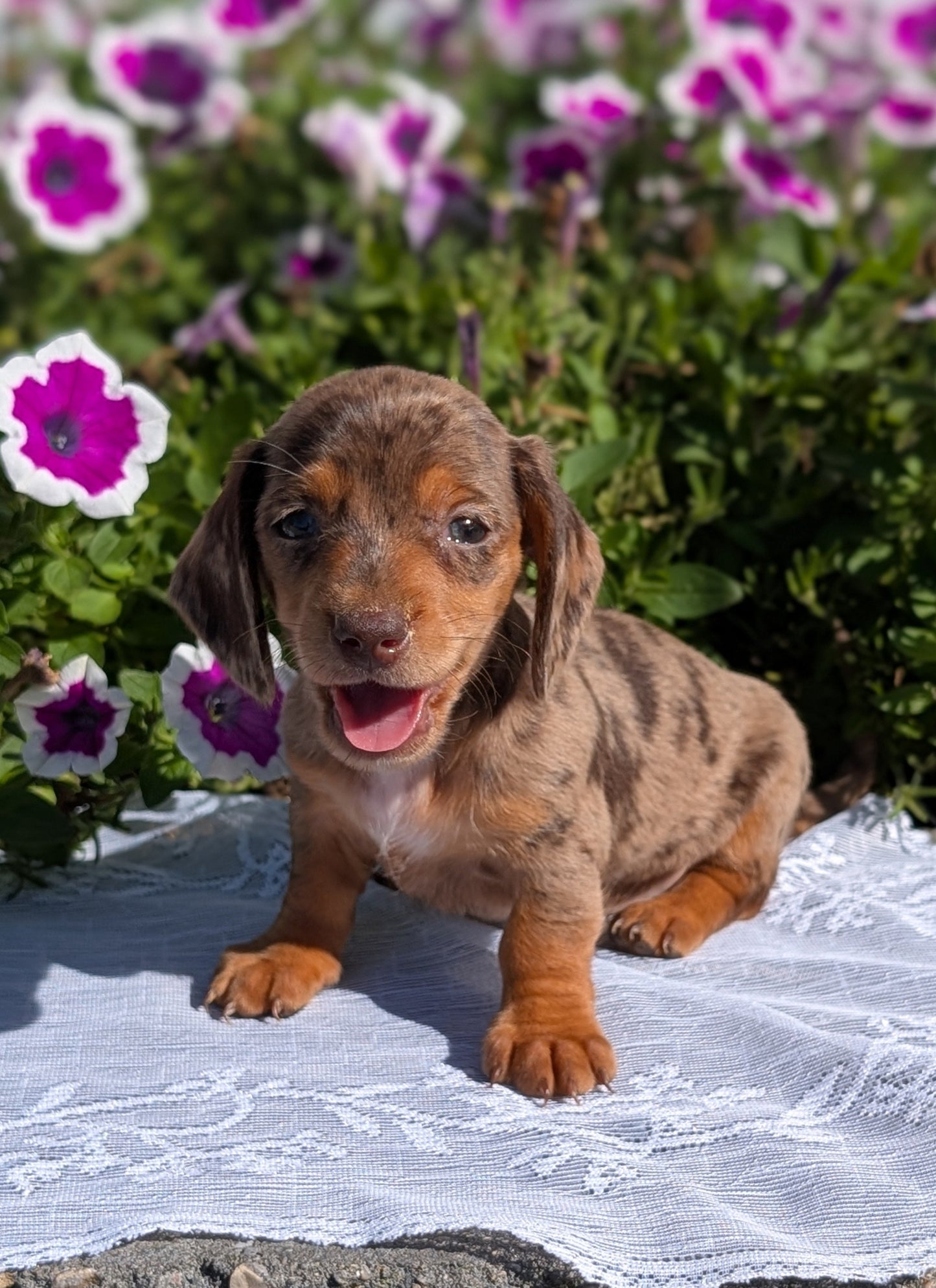 MINI DACHSHUND (08/19) FEMALE