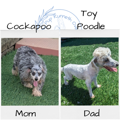 COCKAPOO (09/28) MALE