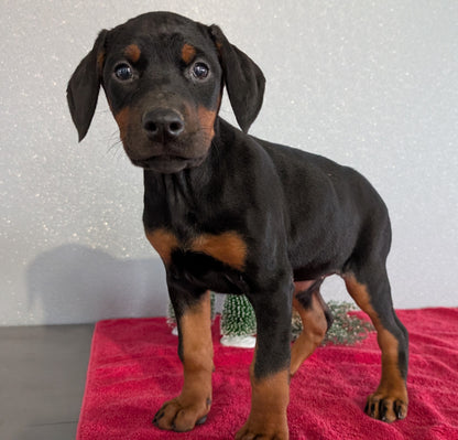 DOBERMAN PINSCHER (OCT 17) FEMALES