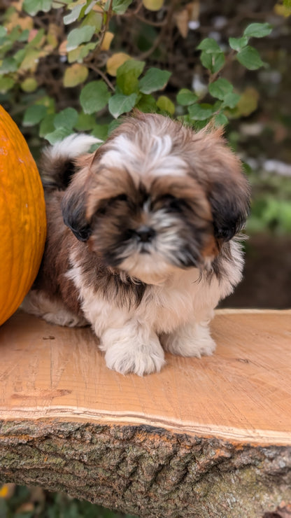 SHIH TZU (08/19) MALE