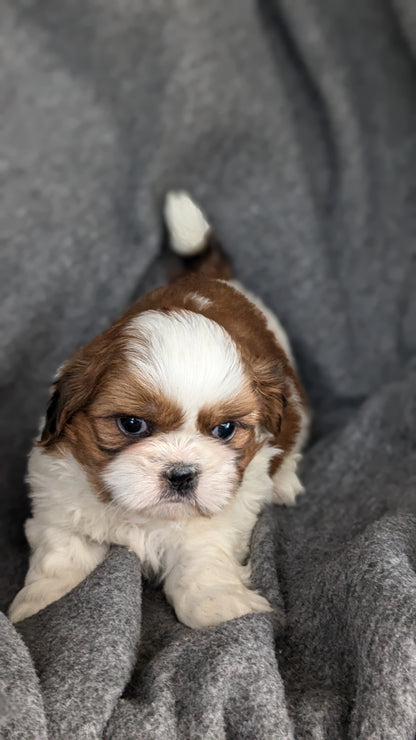 SHIH TZU (10/08) MALE