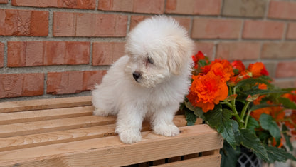 HAVANESE (MAY 14) MALES