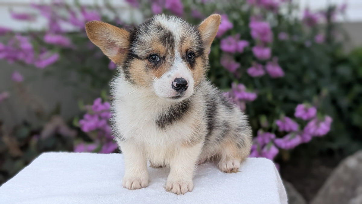 CORGI (JUN 22) MALES