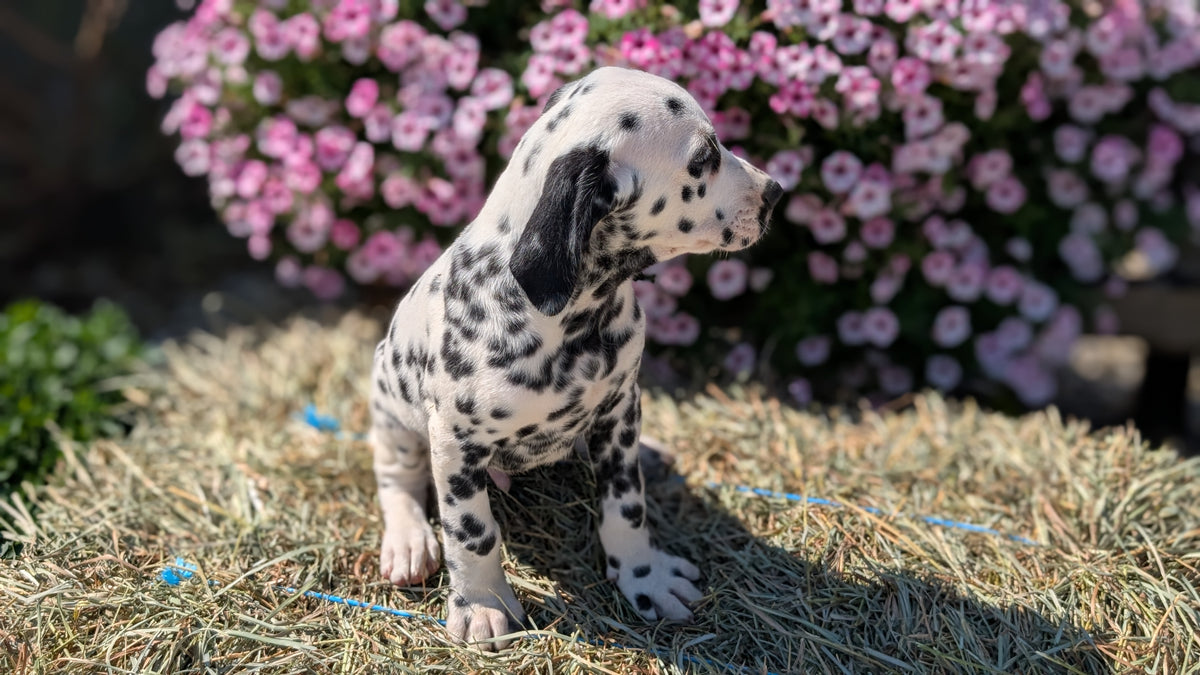 DALMATIAN (JUN 29) MALES