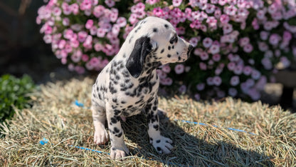 DALMATIAN (JUN 29) MALES