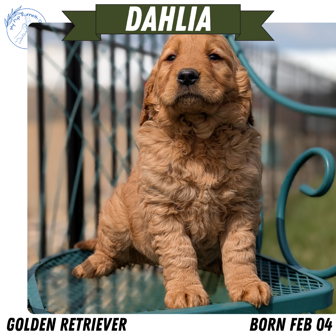 GOLDEN RETRIEVER (FEB 04) FEMALES