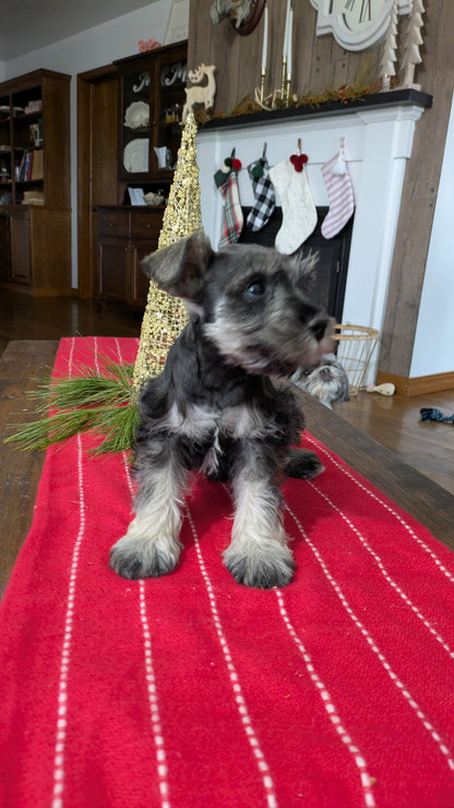 MINI SCHNAUZER (10/03) MALE