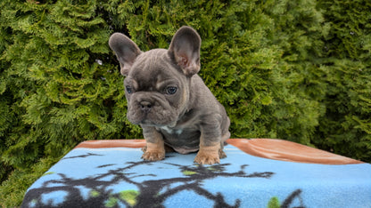 FRENCH BULLDOG (03/04) MALE